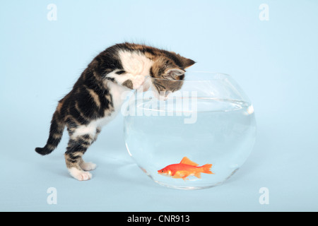 Chat domestique, le chat domestique (Felis silvestris catus) f., les poissons rouges dans un bocal à poissons et un chat est de le regarder Banque D'Images