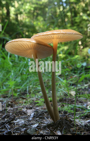 Funeral bell (Galerina marginata), des organes de fructification, l'Allemagne, en Rhénanie du Nord-Westphalie, Rhénanie-Palatinat Banque D'Images