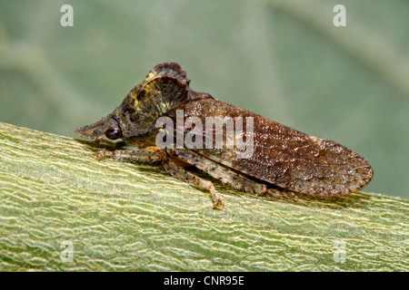 Cigale de l'oreille (Ledra aurita), ona twig, Germany Banque D'Images