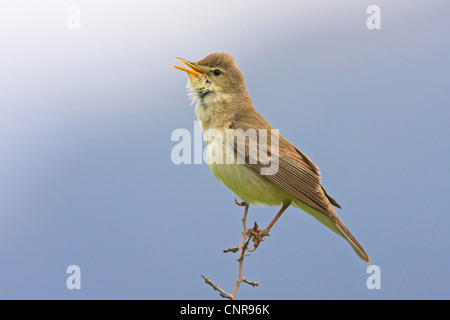 Olivaceous warbler (Hippolais pallida), sur des rameaux, Allemagne Banque D'Images