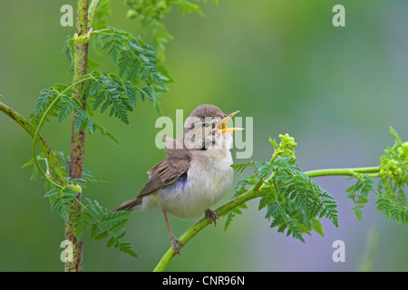 Olivaceous warbler (Hippolais pallida), sur des rameaux, Allemagne Banque D'Images