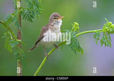 Olivaceous warbler (Hippolais pallida), sur des rameaux, Allemagne Banque D'Images