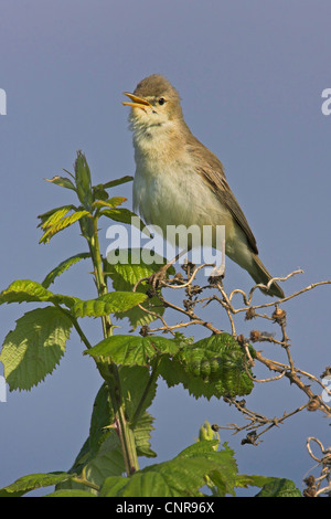 Olivaceous warbler (Hippolais pallida), auf Zweig, singend, Allemagne Banque D'Images