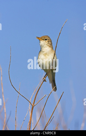 Olivaceous warbler (Hippolais pallida), sur des rameaux, Allemagne Banque D'Images