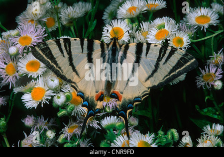 Machaon swallowtail kite, rares (Iphiclides podalirius), sur les fleurs blanches, Allemagne Banque D'Images