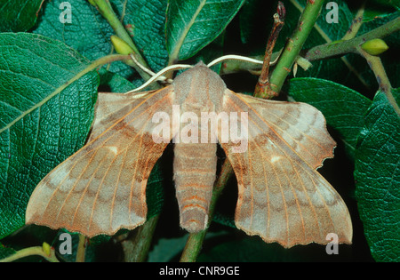 Sphynx du peuplier (Laothoe populi), sur des feuilles de saule, Allemagne Banque D'Images