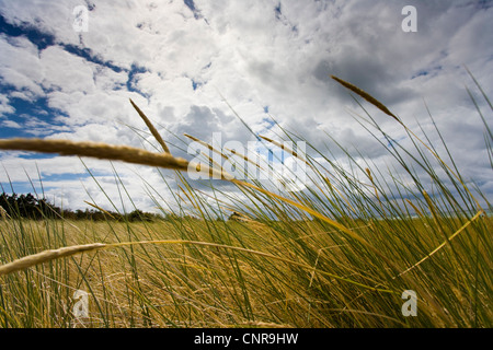 Plage de l'herbe, d'oyats européenne, l'ammophile, psamma, sable de mer-reed (Ammophila arenaria), en face de ciel nuageux, l'Allemagne, de Mecklembourg-Poméranie occidentale, Hiddensee Banque D'Images