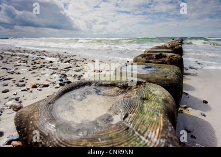 Stimuler les digues à la côte de la mer Baltique, l'Allemagne, de Mecklembourg-Poméranie occidentale, Hiddensee Banque D'Images