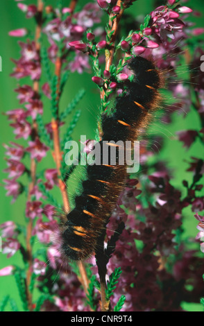 Fox Moth (Macrothylacia rubi), assis sur une branche, Allemagne Banque D'Images