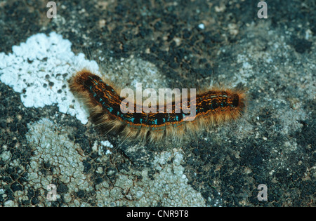 Laquais de masse spongieuse (Malacosoma castrensis), rampant sur une pierre, Allemagne Banque D'Images