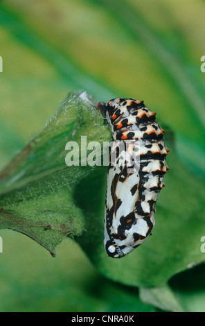 Spotted fritillary (Melitaea didyma), chrysalide sur une feuille, Allemagne Banque D'Images