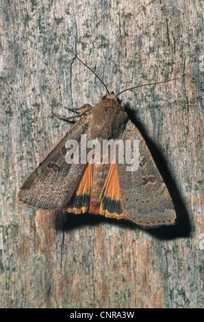 Ailes jaune (Noctua est issu), assis sur le bois, Allemagne Banque D'Images