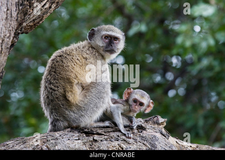 Singe grivet, savane singe, singe, singe vert (Cercopithecus aethiops), femelle avec petit repos, la Namibie, le Parc National de Mahango Banque D'Images