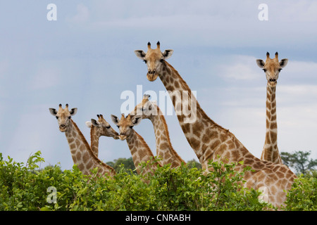 Girafe (Giraffa camelopardalis), vigilante group, la Namibie, le Parc National de Mahango Banque D'Images