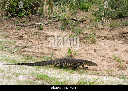 Moniteur du Nil (Varanus niloticus), sur l'alimentation, la Namibie, le Parc National de Mahango Banque D'Images