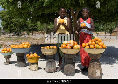 L'orange-singe singe vert, orange (Strychnos spinosa), femme africaine et sa fille offrant Monkey-oranges, Namibie, Rundu Banque D'Images