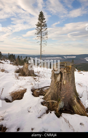 L'épinette de Norvège (Picea abies), de compensation de perte après la tempête, l'Allemagne, Rhénanie du Nord-Westphalie Banque D'Images