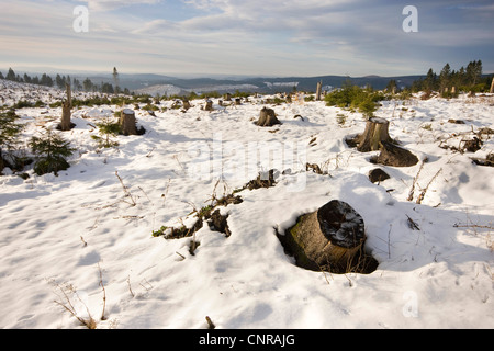 L'épinette de Norvège (Picea abies), de compensation de perte après la tempête, l'Allemagne, Rhénanie du Nord-Westphalie Banque D'Images