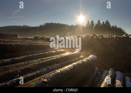 L'épinette de Norvège (Picea abies), le stockage de grumes d'une perte à la suite d'une tempête en hiver, l'Allemagne, Rhénanie-Palatinat Banque D'Images