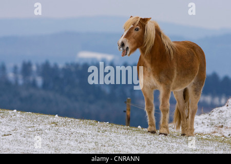 Cheval Haflinger (Equus przewalskii f. caballus), montrant sa langue, l'Allemagne, Rhénanie-Palatinat Banque D'Images