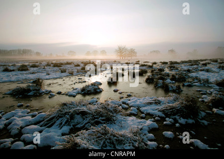 Aube sur prairies humides, Allemagne Banque D'Images