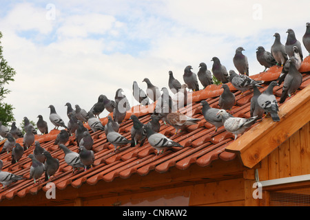 Homing pigeon (Columba livia domestica), f. les pigeons voyageurs sur toit Banque D'Images