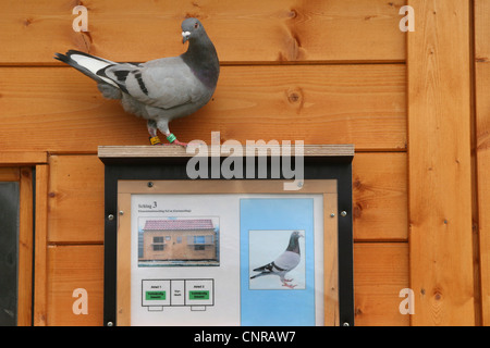 Homing pigeon (Columba livia domestica), f. beringed pigeonry au pigeon voyageur Banque D'Images