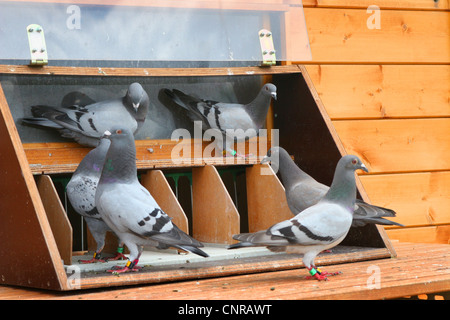 Homing pigeon (Columba livia domestica), f. les pigeons voyageurs au pigeonnier Banque D'Images