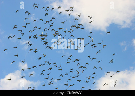 Homing pigeon (Columba livia f. domestica), troupeau de pigeons voyageurs flying Banque D'Images