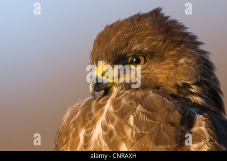 Eurasian buzzard (Buteo buteo), portrait, Allemagne, Rhénanie-Palatinat Banque D'Images