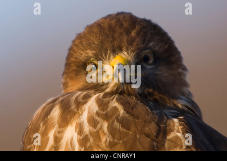 Eurasian buzzard (Buteo buteo), portrait, Allemagne, Rhénanie-Palatinat Banque D'Images