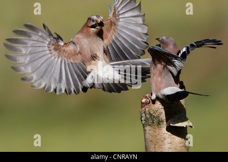 Jay (Garrulus glandarius), deux personnes, de lutte contre l'Allemagne, Rhénanie-Palatinat Banque D'Images