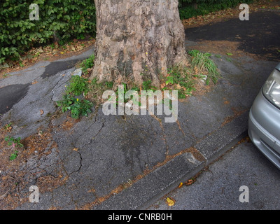 Asphalte à un tronc d'arbre Banque D'Images