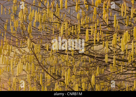 Le noisetier commun (Corylus avellana), homme d'un buisson, sur les chatons de Rhénanie-Palatinat, Allemagne Banque D'Images