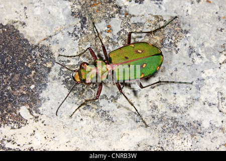 Green tiger beetle (Cicindela campestris), la marche sur le sable, l'Allemagne, la Bavière Banque D'Images