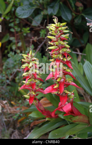Étoile rouge à rayures, tourch, droophead airplant touffetée (Guzmania spec.), l'inflorescence, Costa Rica Banque D'Images