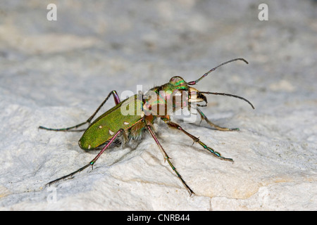 Green tiger beetle (Cicindela campestris), la marche sur une pierre, l'Allemagne, la Bavière Banque D'Images