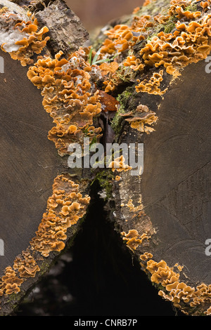 Rideau poilue croûte (Stereum hirsutum), sur un journal, l'Allemagne, Rhénanie-Palatinat Banque D'Images