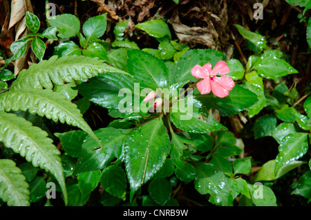 Impatiens, Busy Lizzy (Impatiens walleriana), la floraison, le Costa Rica Banque D'Images