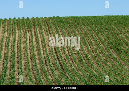 Le maïs, le maïs (Zea mays), dans les rangées, Allemagne Banque D'Images