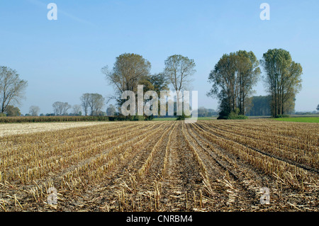 Le maïs, le maïs (Zea mays), champ de chaume, l'Allemagne, la Bavière Banque D'Images