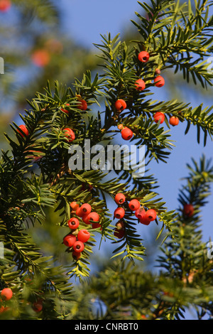 L'if commun (Taxus baccata), les graines d'if, Allemagne Banque D'Images