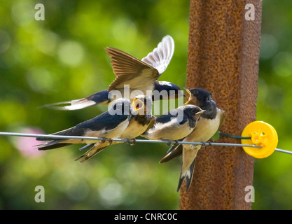 L'hirondelle rustique (Hirundo rustica), sur la clôture électrique, ALLEMAGNE, Basse-Saxe, Norderney Banque D'Images