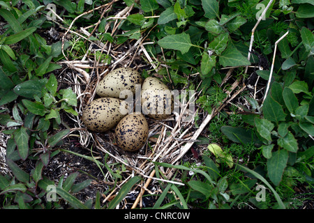 Avocette élégante (Recurvirostra avosetta), les œufs, la Suède, l'Oeland Banque D'Images