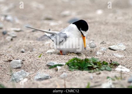 Sterne naine (Sterna albifrons), l'élevage, la Suède, l'Oeland Banque D'Images