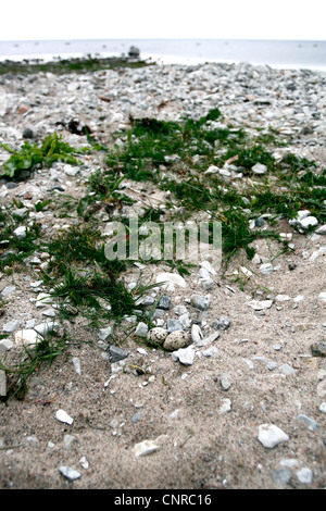 Sterne naine (Sterna albifrons), œufs, bien camouflée dans le sable, la Suède, l'Oeland Banque D'Images