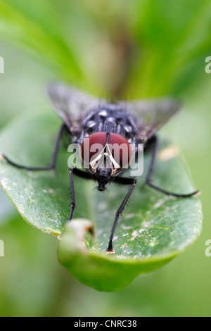 Fleshfly, chair-fly (Sarcophaga carnaria), sur la feuille, l'Allemagne, Bade-Wurtemberg Banque D'Images