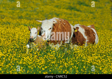 Les bovins domestiques (Bos primigenius f. taurus), les bovins. Hinterwaelder Les vaches avec un veau sur un pâturage au printemps, l'Allemagne, Bade-Wurtemberg Banque D'Images