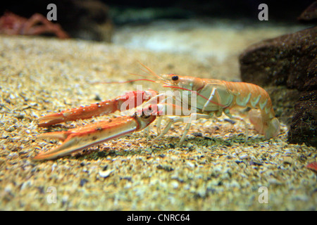 La langoustine, la Norvège griffé le homard, le homard de la baie de Dublin, Dublin Bay prawn (SCAMPI), la langoustine (Nephrops norvegicus), sur la masse, Hordaland, Bergen, Norvège Banque D'Images