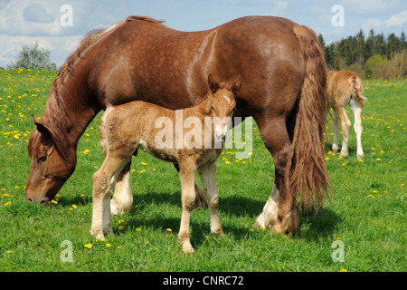 L'Allemand du sud coldblood (Equus przewalskii f. caballus), mare avec poulain dans les pâturages au printemps, l'Allemagne, Bade-Wurtemberg, Alb Schwaebische Banque D'Images